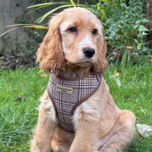 Pup Plaid Adjustable Neck HARNESS