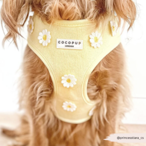 Buttercup Pup Adjustable Neck HARNESS