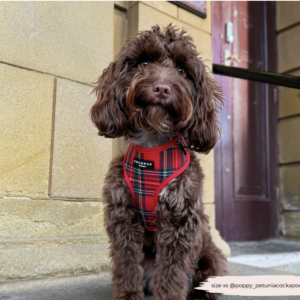 Tartan Adjustable Neck HARNESS