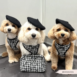 Pup in Paris Adjustable Neck HARNESS