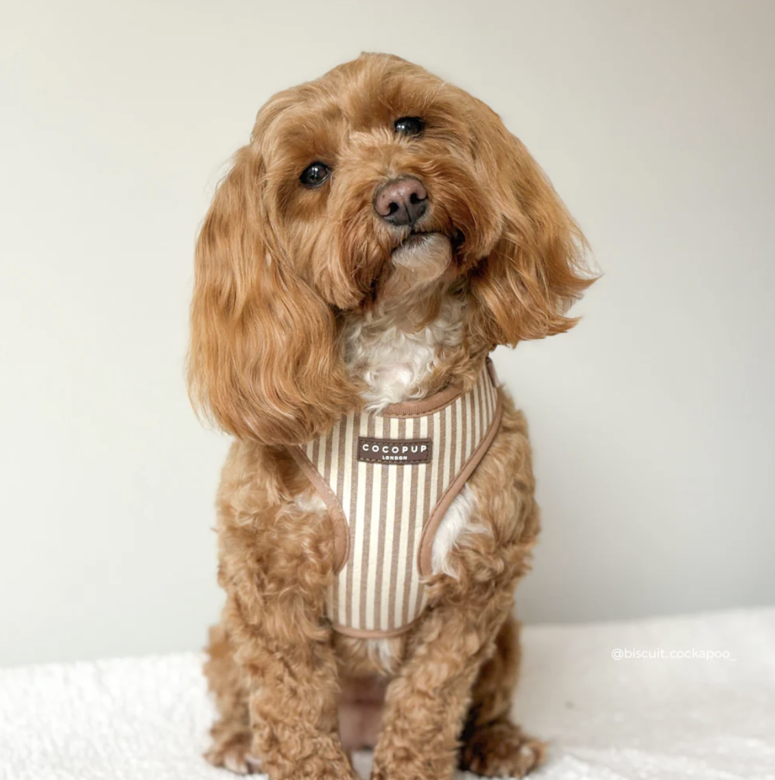 London Linen Stripes Adjustable Neck HARNESS - Image 3