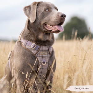 Explore Harness - Pup Plaid Adjustable Neck HARNESS