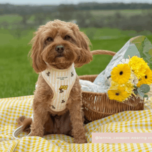 Honey Meadow Adjustable Neck HARNESS