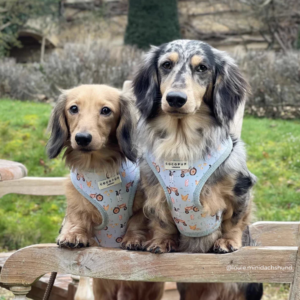 Barnyard Buddies Adjustable Neck HARNESS