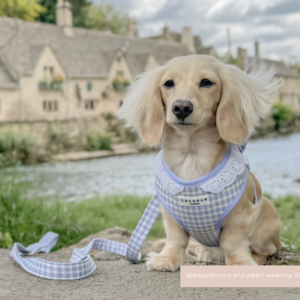 English Blue Adjustable Neck HARNESS